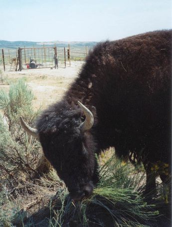 -- &copy; Te-Moak Tribe of Western Shoshone